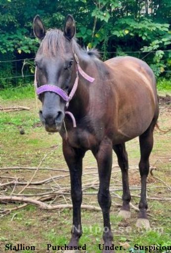 Stallion Purchased Under Suspicious Circumstances
